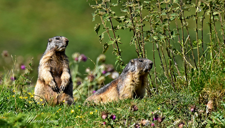 Le réveil des marmottes